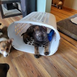 German Shepherd and Pembroke Welsh Corgi Puppies from J&R Shepherds & Corgis