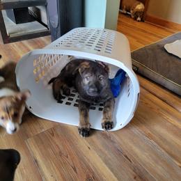 German Shepherd and Pembroke Welsh Corgi Puppies from J&R Shepherds & Corgis