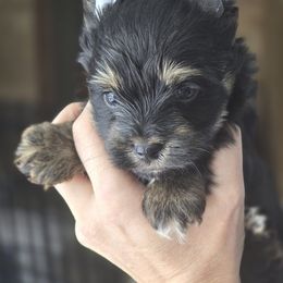 Boy 1 - Black and tan male Yorkshire Terrier puppy in Craig, Colorado from Yampa Valley Yorkies