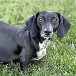 Pep - Dachshund