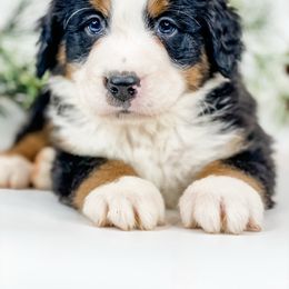 Fir (Gray Collar) - Black rust and white male Bernese Mountain Dog puppy in Hudson, Indiana from TurkeyCreek-K9