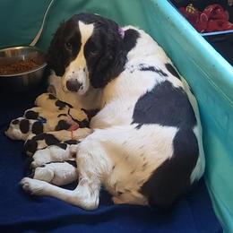 English Springer Spaniel Puppies from Exploding Feathers