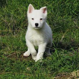Leo - Blue mottled male Australian Cattle Dog puppy in Redding, California from Macushla Kennel