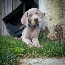 German Shorthaired Pointer and Weimaraner Puppies from SilverBay GunDogs