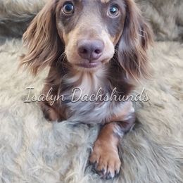 Mr. Truffles - Dachshund