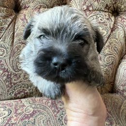 Curly - Wheaten male Cairn Terrier puppy in Hollywood, Maryland from Quiet Waters