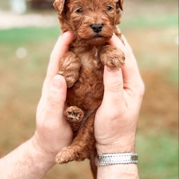 Bernedoodle and Goldendoodle Puppies from Supreme Doodles of Texas