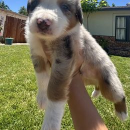 Aussiedoodle, Bernedoodle, and Miniature Australian Shepherd Puppies from MC Doodles