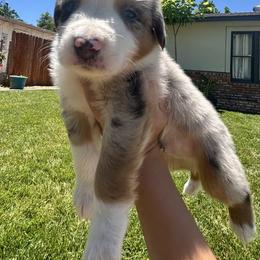 Aussiedoodle, Bernedoodle, and Miniature Australian Shepherd Puppies from MC Doodles