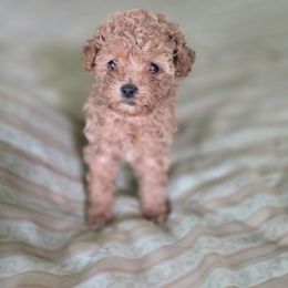 Gabriella - Red  female Poodle puppy in Grand Saline, Texas from Oldfield Outdoors