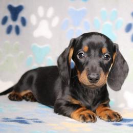 Leo - Head Black and Tan Male - Black and tan male Dachshund puppy in Red Bud, Illinois from Midwest Miniature Dachshunds