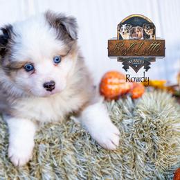 Rowdy - Blue merle male Miniature American Shepherd puppy in Granbury, Texas from Best Little Aussies