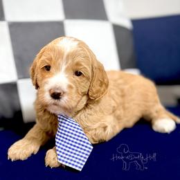 Rampart - Cream male Goldendoodle puppy in Evans, Georgia from Have-a-Doodle Hill
