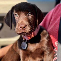 Labrador Retriever Puppies from Green Acres Labradors