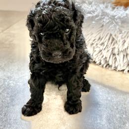 Poodle Puppies from Wanda Burton