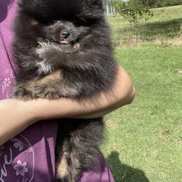 Pomeranian Puppies from Kerrie’s Pomeranian