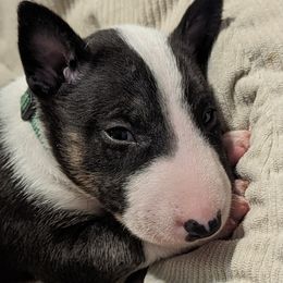 Bull Terrier Puppies from Bulls On Parade