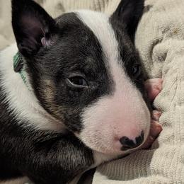 Bull Terrier Puppies from Bulls On Parade