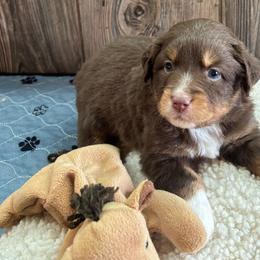 Scarlett - Red tri female Miniature Australian Shepherd puppy in Geary, Oklahoma from Helm Farms Aussies