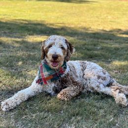 Bluey - Goldendoodle