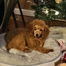 Coton de Tulear and Poodle Puppies from Legacy Pets