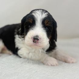 Hosana - Tri-color female Bernedoodle puppy in Fleming, Colorado from Vandenbark Doodles