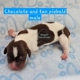 Chocolate pie boy 3100 - Piebald male Dachshund puppy in Herald, California from Bluegum Dachshunds