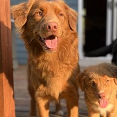 Nova Scotia Duck Tolling Retrievers from Saltwater Kennels