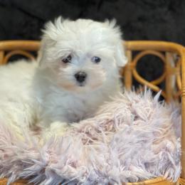 Classy - White female Maltese puppy in Bennettsville, South Carolina from Cottonwood Maltese