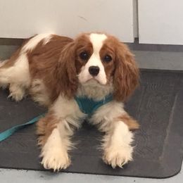 Cavalier King Charles Spaniel and Xoloitzcuintli Puppies from Kingslee Cavaliers