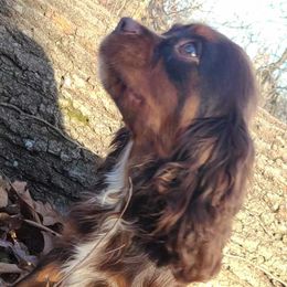 Loki - Cavalier King Charles Spaniel