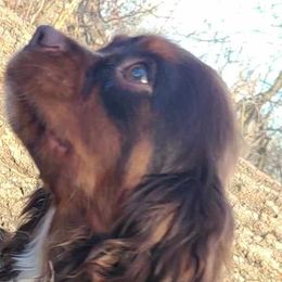 Loki - Cavalier King Charles Spaniel