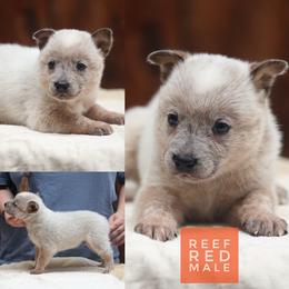 Reef - Red speckled male Australian Cattle Dog puppy in Gatlinburg, Tennessee from Greenbrier
