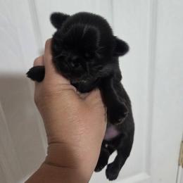 Cash - Red male Shih Tzu puppy in Waynesboro, Pennsylvania from Big Win Shih Tzus
