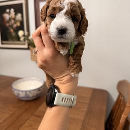 Baylee Male Green Collar - Red male Cavapoo puppy in Pleasant Grove, Utah from Destination Doodles