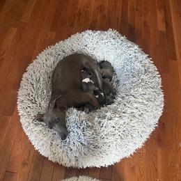 Italian Greyhound Puppies from Fisher Link
