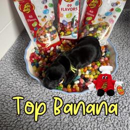 Top Banana - Black female Labrador Retriever puppy in Water Valley, Mississippi from Three Lakes Labs & WHDs