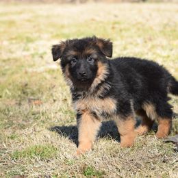 German Shepherd Puppies from Brittany Wilkins
