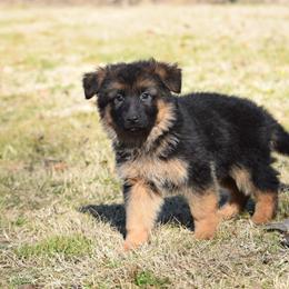 German Shepherd Puppies from Brittany Wilkins