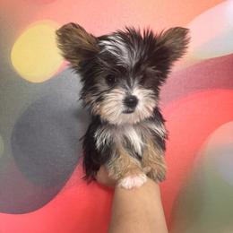 Boy 3 - male Yorkshire Terrier puppy in Flowood, Mississippi from Prissy PawPals