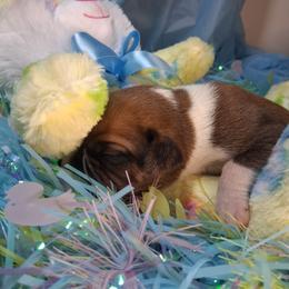 Boy 3 - Fawn male Boxer puppy in Pikeville, Kentucky from Boxers of Whispered Wishes