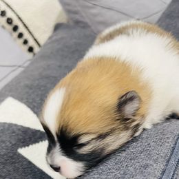 Charlie - Orange parti Pomeranian puppy in Tucson, Arizona from Kristy's Pomeranians