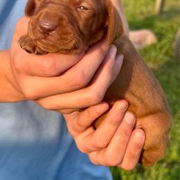 Female 5 - Golden rust female Vizsla puppy in Windsor, Maine from Pleasant Ridge