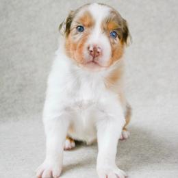 Sage - Red merle female Australian Shepherd puppy in Aberdeen, North Carolina from Huckleberry Hill Aussies LLC.