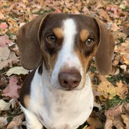 Dill - Dachshund