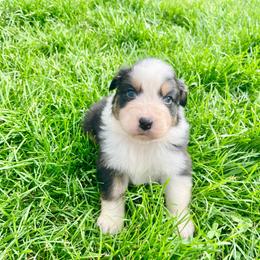 Hershey - Black tri-color male Australian Shepherd puppy in Kentland, Indiana from Pine Grove Aussies
