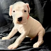 Orange - White male Dogo Argentino puppy in Powder Springs, Georgia from Primo Kennels