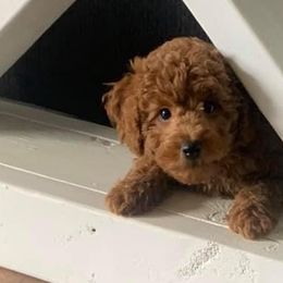 Poodles from Davisfurbabies