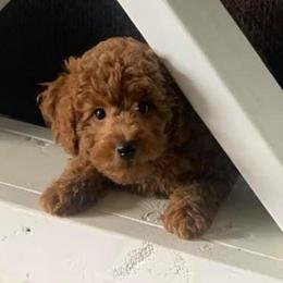 Poodles from Davisfurbabies