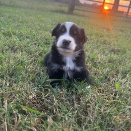 Piglet - Black tri female Miniature Australian Shepherd puppy in Smiths Grove, Kentucky from Kyn's Kennel
